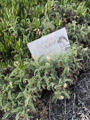Astragalus nuttallii