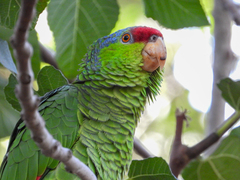 Amazona finschi × viridigenalis