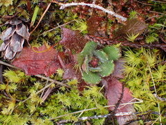 Micranthes ferruginea