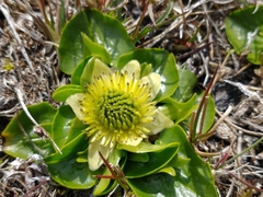 Caltha sagittata