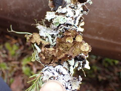 Tuckermanopsis platyphylla