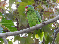 Amazona finschi × viridigenalis