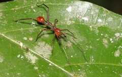 Myrmecium