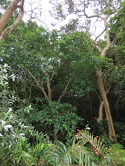 Ficus sur