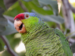 Amazona finschi × viridigenalis