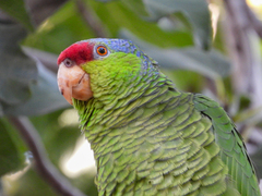 Amazona finschi × viridigenalis