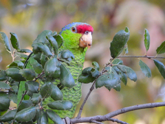 Amazona finschi × viridigenalis