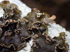 Peltigera collina