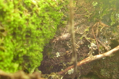 Archaeognatha