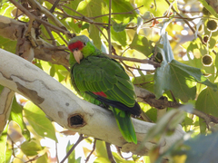Amazona finschi × viridigenalis