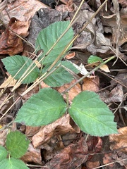 Stigmella villosella