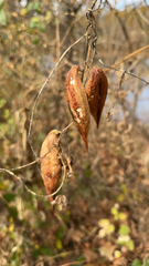 Asclepiadeae