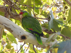 Amazona finschi × viridigenalis