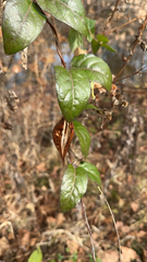 Gonolobus suberosus