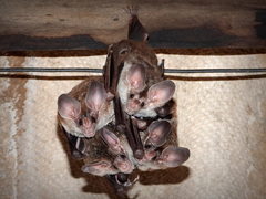 Chrotopterus auritus