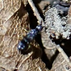 Tomocerinae