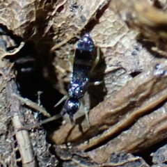 Tomocerinae