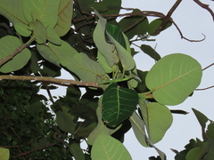 Ficus trichopoda