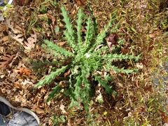 Cirsium horridulum
