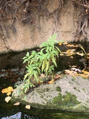 Parietaria pensylvanica