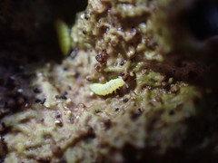 Onychiurinae