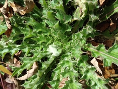 Cirsium horridulum