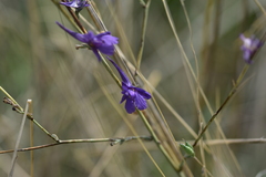 Delphinium peregrinum