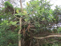 Ficus trichopoda