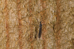 Gnophomyia tristissima