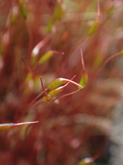 Ceratodon