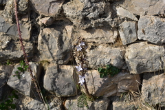 Campanula pyramidalis