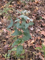 Pycnanthemum muticum
