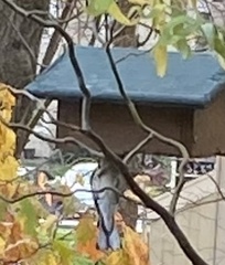 Setophaga caerulescens