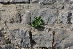 Campanula pyramidalis
