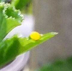 Heliconius charithonia