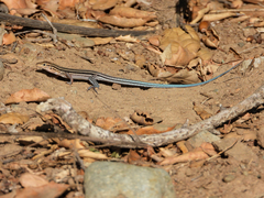 Aspidoscelis hyperythrus