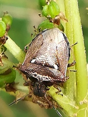 Eysarcoris aeneus