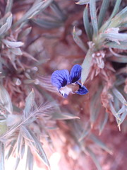 Aptosimum spinescens