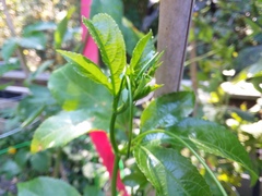Heliconius charithonia