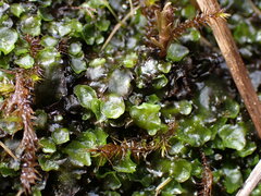 Pellia neesiana