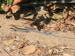 Aspidoscelis hyperythrus