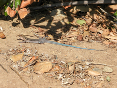 Aspidoscelis hyperythrus