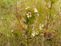 Euphrasia hudsoniana
