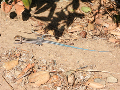 Aspidoscelis hyperythrus