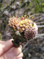 Leucospermum truncatulum