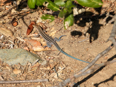 Aspidoscelis hyperythrus