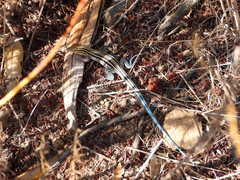 Aspidoscelis hyperythrus