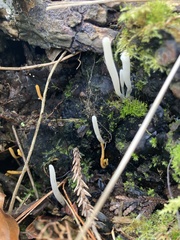 Clavaria acuta