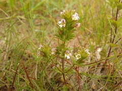 Euphrasia hudsoniana