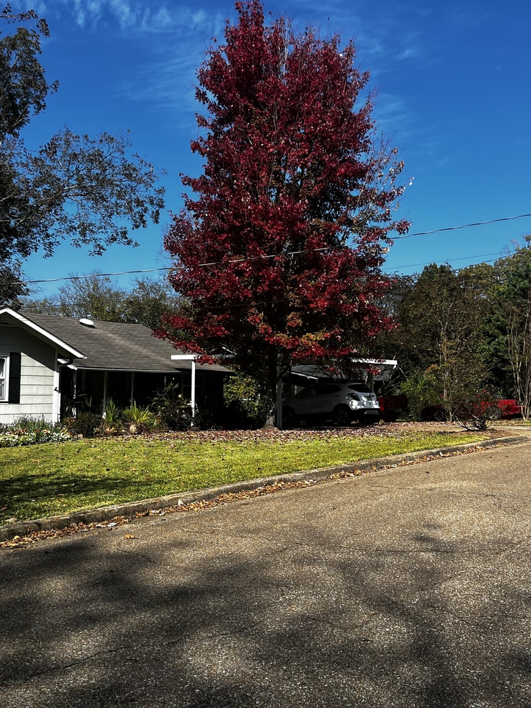 red maple from Mississippi State University, Starkville, MS, US on